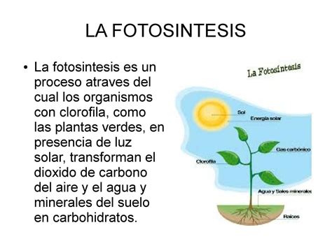 qué es la fotosíntesis